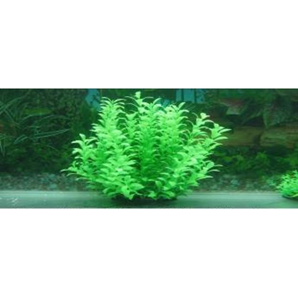 37302 Plastik Akvaryum Bitkisi 30 cm.