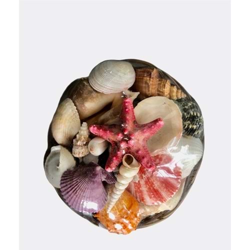 Dekoratif Sepet İçi Deniz Kabuğu 20 cm.
