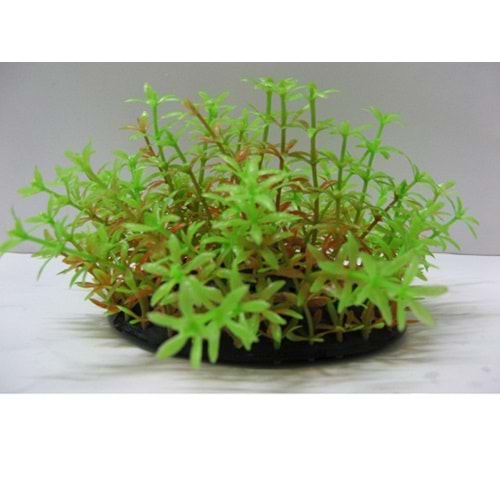 27091 Plastik Akvaryum Bitkisi 9 cm