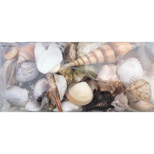 Dekoratif Karışık Renkli ve Şekillerde Deniz Kabuğu 1000-1050 Gr.