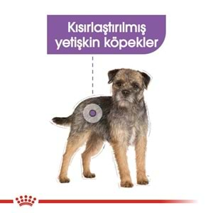 Royal Canin Mini Sterilised Kısırlaştırılmış Köpekler için Yetişkin Köpek Maması 3kg